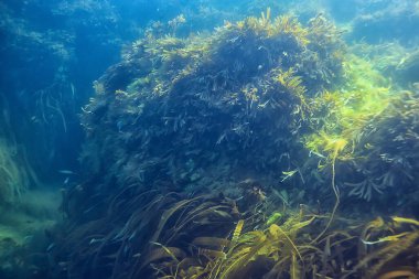 Su altı resifleri, yosunlar, deniz kuzeyi, soğuk deniz ekosistemi manzarası.