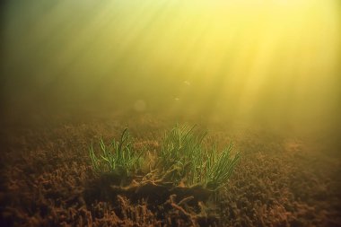 Mercan resifi sualtı manzarası, sıcak denizdeki lagün, su altı ekosistemi.