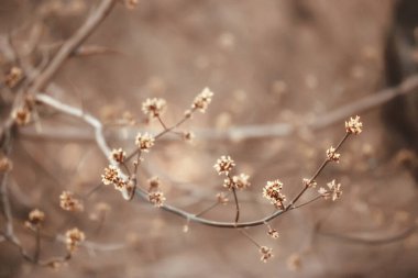 Bahar ormanlarında soyut güneşli bir arka plan, tomurcuklu dallar ve güneş ışığında genç yapraklar