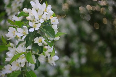 Soyut elma ağacı çiçekleri arka plan, bahar bulanık arkaplan, çiçekli dallar