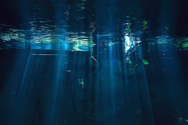 Meksika sualtı manzarası, suyun altında dalış ışınları, mağara dalışı