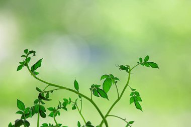 Taze yeşil filizler arka plan, soyut bahar görünümü, yeni yeşiller