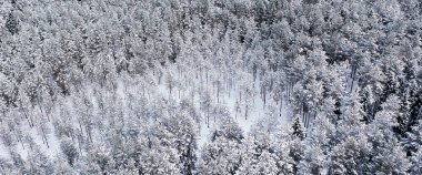 Kışın orman manzarası, karlı bir ormanda doğa manzarası, havacılık fotoğrafı.