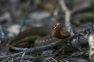 Zehirli tehlikeli yılan, vahşi yılan, Rusya bataklığı