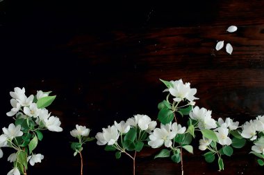 Soyut elma ağacı çiçekleri arka plan, bahar bulanık arkaplan, çiçekli dallar