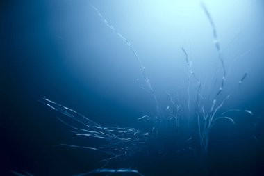 Suyun altındaki ışık huzmeleri, soyut deniz arka plan doğa ışınları bulanıklaşır