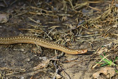 Zehirli tehlikeli yılan, vahşi yılan, Rusya bataklığı
