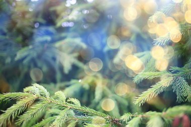 Bahar ormanlarında soyut güneşli bir arka plan, tomurcuklu dallar ve güneş ışığında genç yapraklar