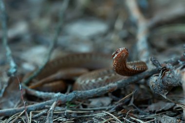 Zehirli tehlikeli yılan, vahşi yılan, Rusya bataklığı