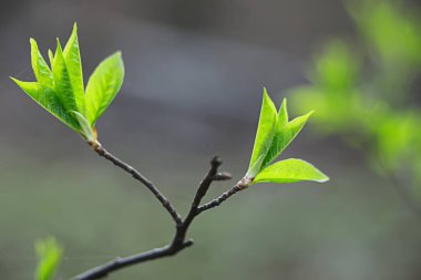 Genç yeşil yaprak ve tomurcuklardan oluşan dallar, mevsimlik arka plan, nisan ayı orman manzarası