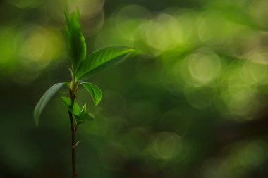 Genç yeşil yaprak ve tomurcuklardan oluşan dallar, mevsimlik arka plan, nisan ayı orman manzarası