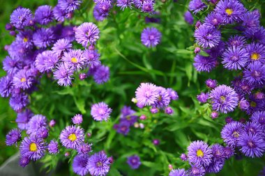 Küçük pembe bahar çiçekleri arka plan, bahar bahçesinde soyut manzara, doğa çiçekleri.