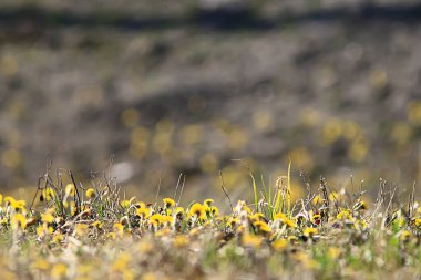 Anne ve üvey anne sarı çiçekler bahar arkaplanı, yaban çiçekleriyle soyut bahar arkaplanı