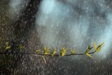 Ormanda bahar yağmuru, tomurcuğun taze dalları ve yağmur damlalı genç yapraklar.