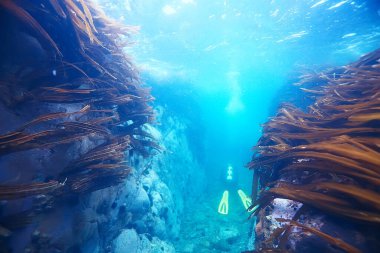 Dalgıç yüzgeçleri su altından, sualtı görüntüsü tüple dalış yapan bir insanın sırtı.