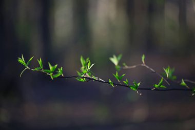 Genç yeşil yaprak ve tomurcuklardan oluşan dallar, mevsimlik arka plan, nisan ayı orman manzarası