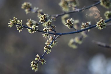 Genç yeşil yaprak ve tomurcuklardan oluşan dallar, mevsimlik arka plan, nisan ayı orman manzarası