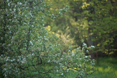 Bahar elma bahçesindeki soyut manzara, güzel mevsimlik arka plan.