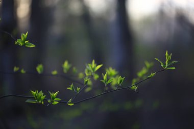 Genç yeşil yaprak ve tomurcuklardan oluşan dallar, mevsimlik arka plan, nisan ayı orman manzarası