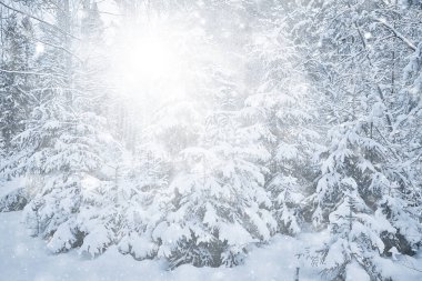 Soyut kar ormanı arka planı, orman manzarasına beyaz kar taneleri düşüyor, Noel arkaplanı.