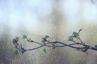 Ormanda bahar yağmuru, tomurcuğun taze dalları ve yağmur damlalı genç yapraklar.