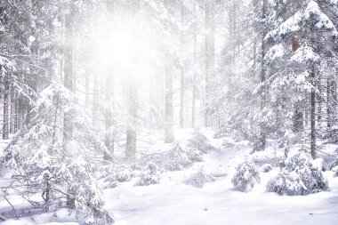 Soyut kar ormanı arka planı, orman manzarasına beyaz kar taneleri düşüyor, Noel arkaplanı.