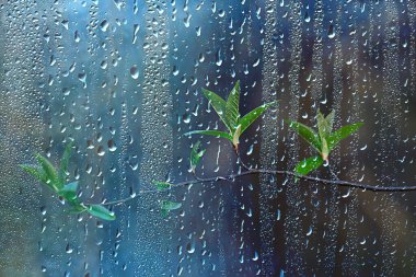 Ormanda bahar yağmuru, tomurcuğun taze dalları ve yağmur damlalı genç yapraklar.