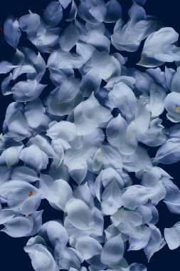 Siyah arka planda beyaz bir elma ağacının yaprakları