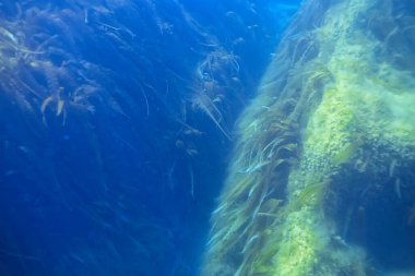 Su altı resifleri, yosunlar, deniz kuzeyi, soğuk deniz ekosistemi manzarası.