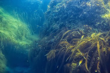 Mercan resifi sualtı manzarası, sıcak denizdeki lagün, su altı ekosistemi.