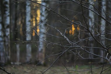 Gri bahar ormanı bulanık yol arkaplanı