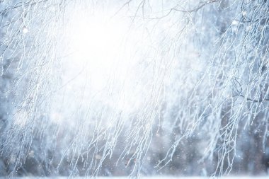 Soyut kar ormanı arka planı, orman manzarasına beyaz kar taneleri düşüyor, Noel arkaplanı.