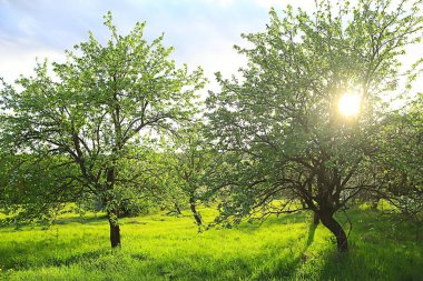Bahar elma bahçesindeki soyut manzara, güzel mevsimlik arka plan.