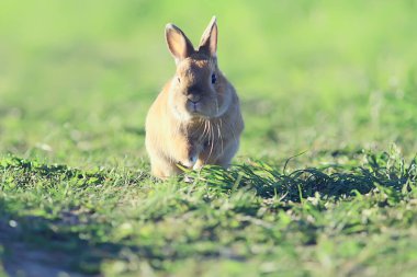 Yeşil bir tarlada bahar tavşanı, Paskalya sembolü, güzel bir Nisan Paskalya arkaplanı.