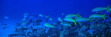 Balık sualtı fotoğrafı, Meksika Körfezi, Cancun, biyolojik balıkçılık kaynakları.
