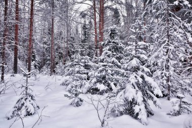 Çam ormanlarında kış sabahı, parlak karlı bir ormanın panoramik manzarası.