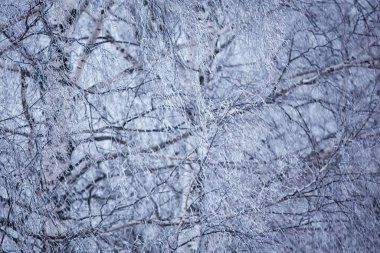 Kışın dalları kasvetli karlı arka plan dokusu Aralık ayında ormanda kar yağışı