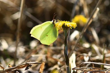 Çiçekli bahar arka planında bir kelebek, soyut görünüm Nisan vahşi doğası