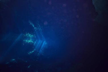 Meksika sualtı manzarası, suyun altında dalış ışınları, mağara dalışı