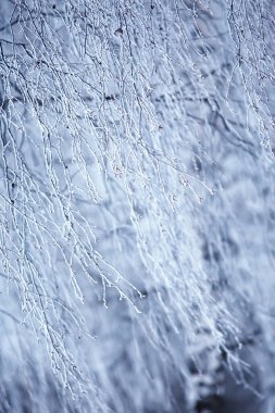 Kışın dalları kasvetli karlı arka plan dokusu Aralık ayında ormanda kar yağışı