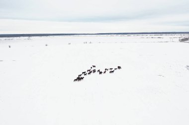 At sürüsü kışın tarla manzarasında