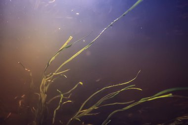 Su altı gölü, tatlı su manzarası temiz su ekosistemi