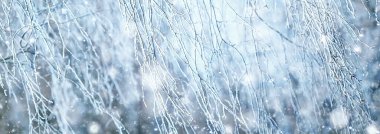 Panorama kış ormanı karları, soyut mevsimsel tayga manzarası, karla kaplı ağaçlar.