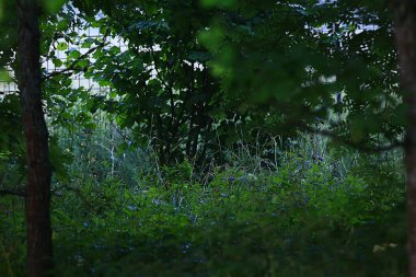 bahar yeşili orman manzarası, orman çalılıklarında soyut manzara