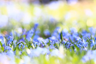 Vahşi mavi bahar çiçekleri, kır çiçekleri küçük çiçekler, bulanık arka plan bir sürü çiçek.