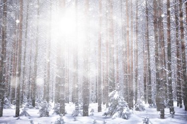 Soyut kar ormanı arka planı, orman manzarasına beyaz kar taneleri düşüyor, Noel arkaplanı.