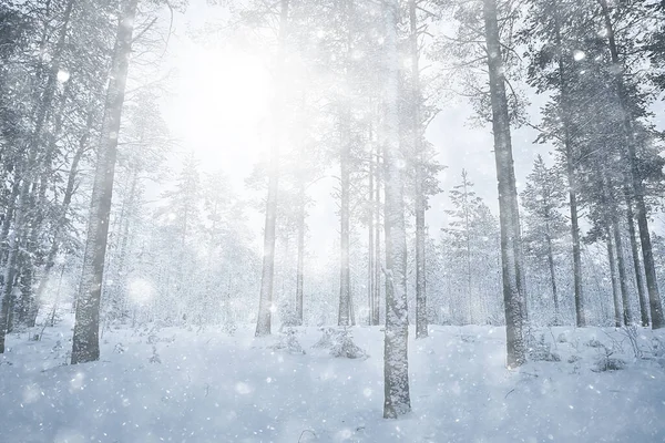 降雪林背景 白色雪花落在森林景观中 圣诞节背景 — 图库照片