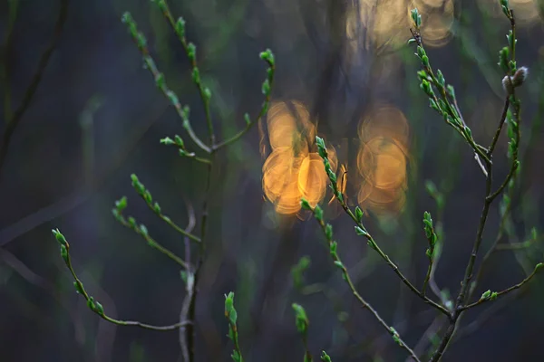 Branches Young Green Leaves Buds Seasonal Background April March Landscape — Stock Photo, Image