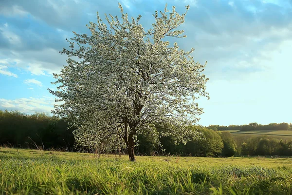 Abstrakte Landschaft Frühlingsapfelgarten Schöner Saisonaler Hintergrund — Stockfoto