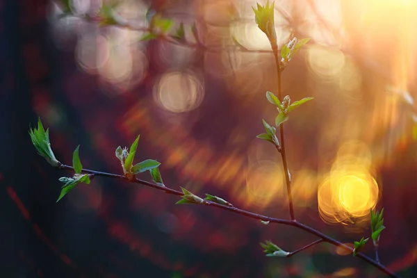 Resumo Dia Ensolarado Fundo Floresta Primavera Galhos Com Botões Folhas — Fotografia de Stock
